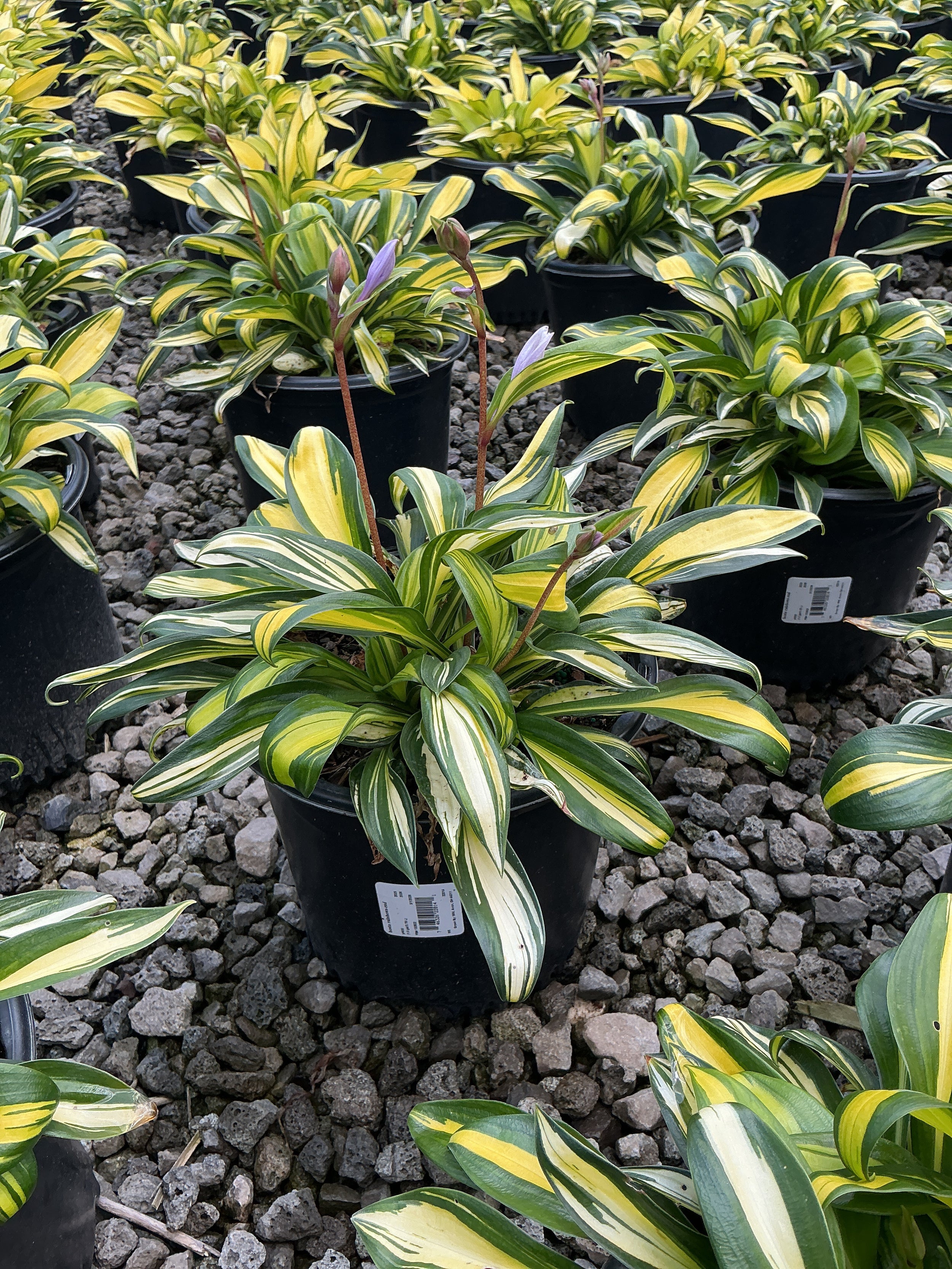 Hosta rainbows 'End'