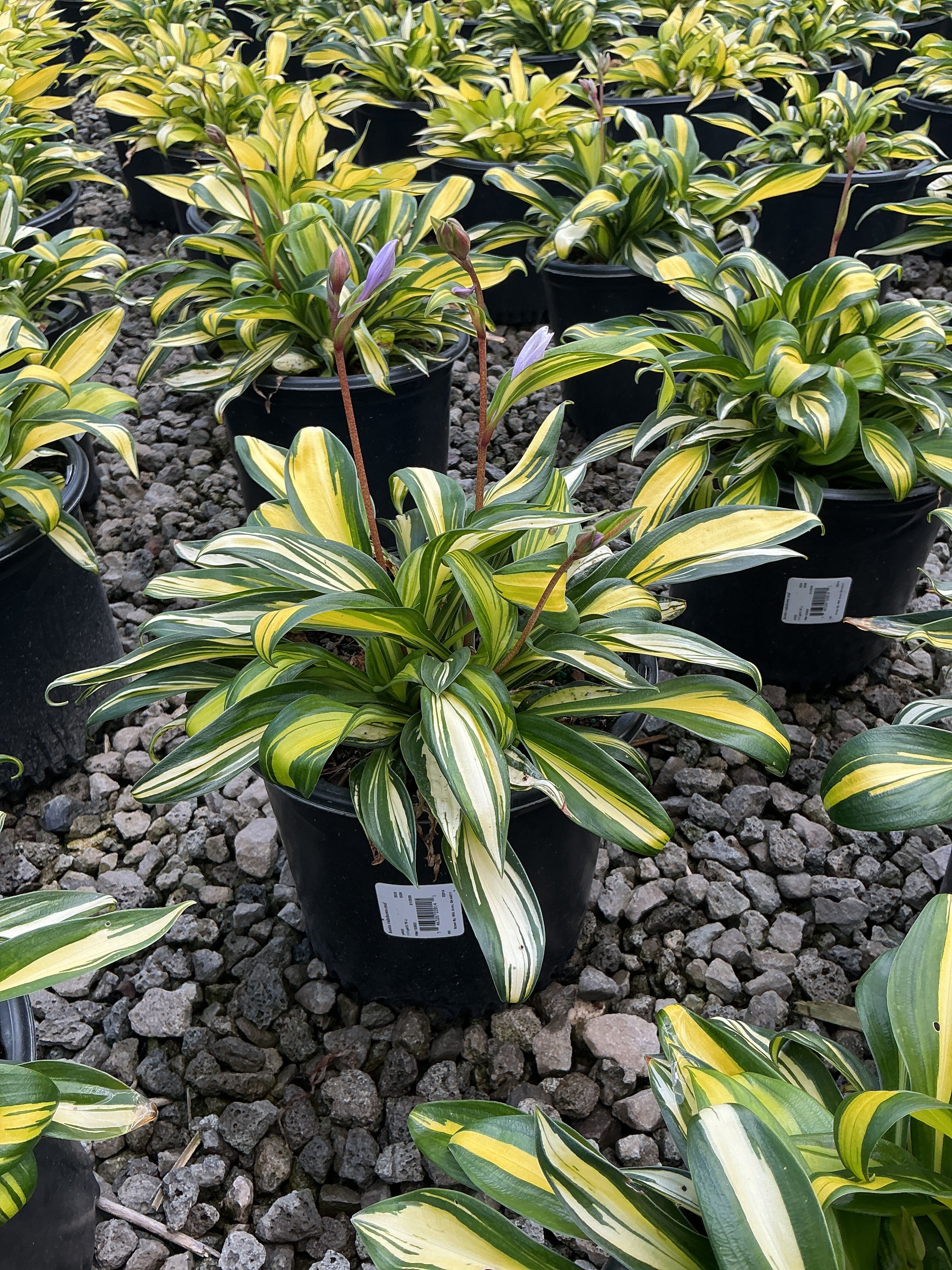Hosta rainbows 'End'