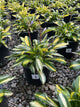 Hosta rainbows 'End'