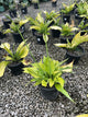 Hosta 'Sum and Substance'