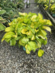 Hosta stained 'Stained Glass'