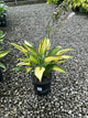 Hosta pauls 'Glory'