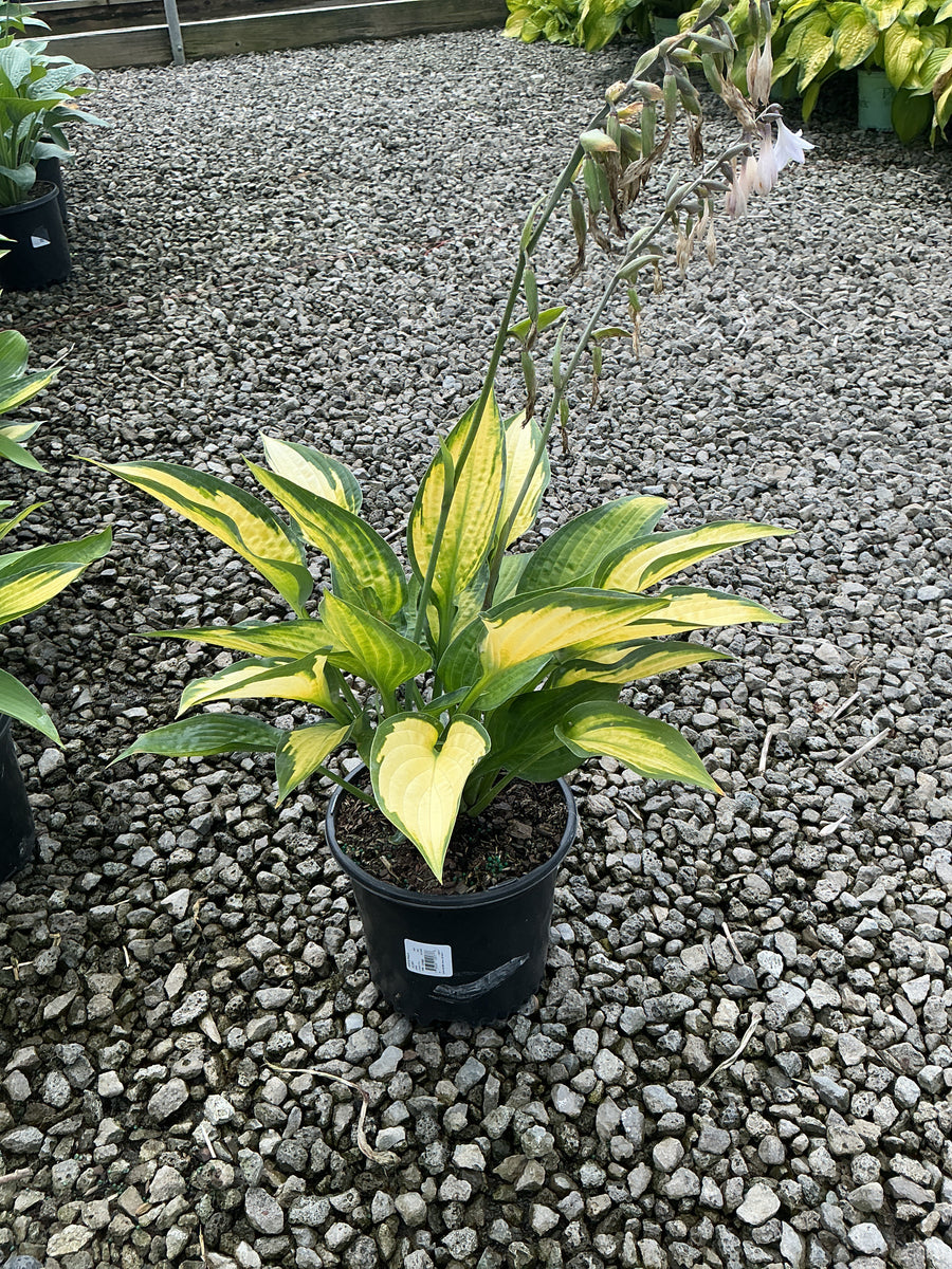 Hosta pauls 'Glory' â€” 19CM