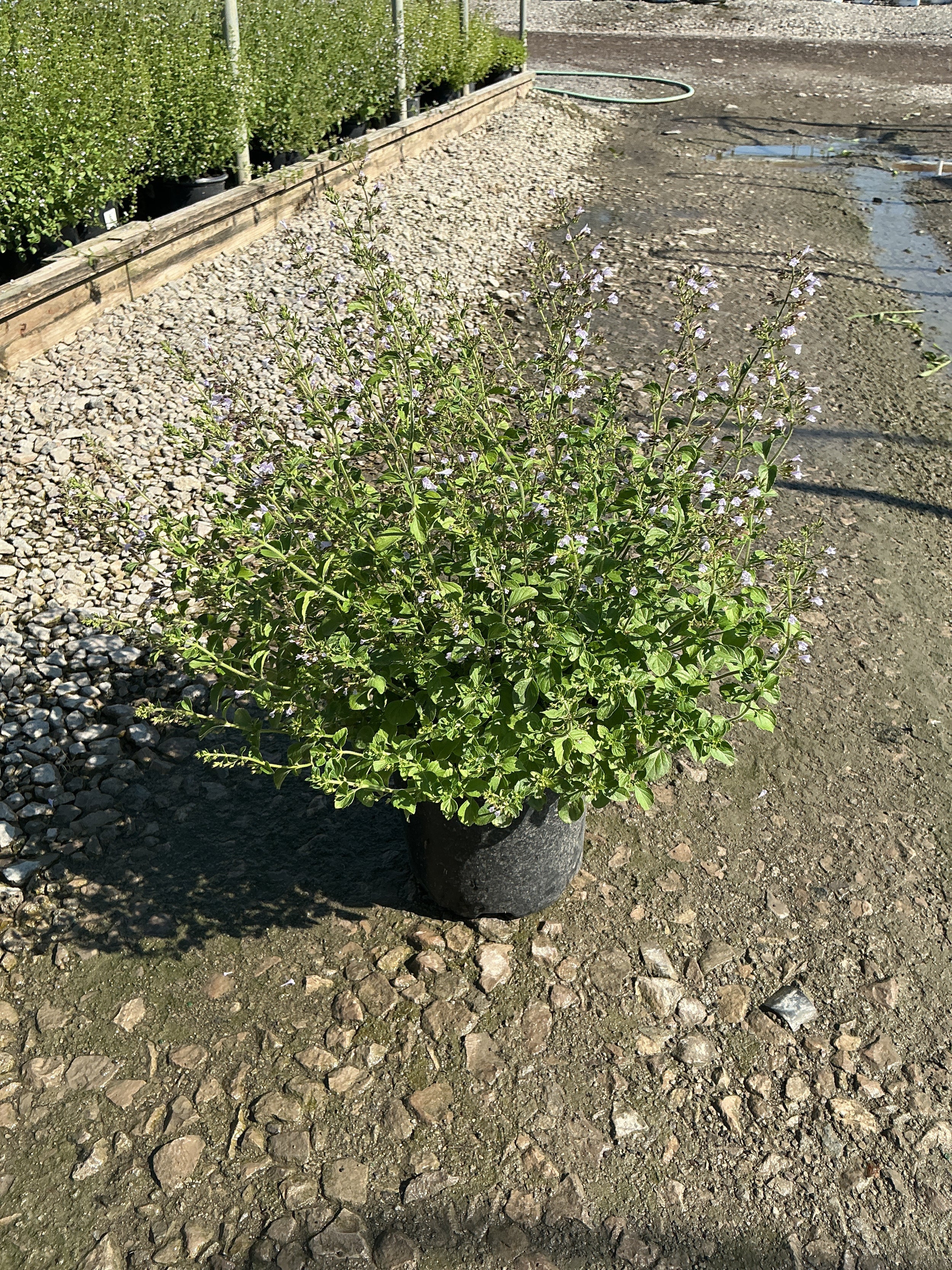 Calamintha 'Ssp Nepeta'