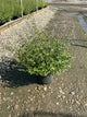 Calamintha 'Ssp Nepeta'