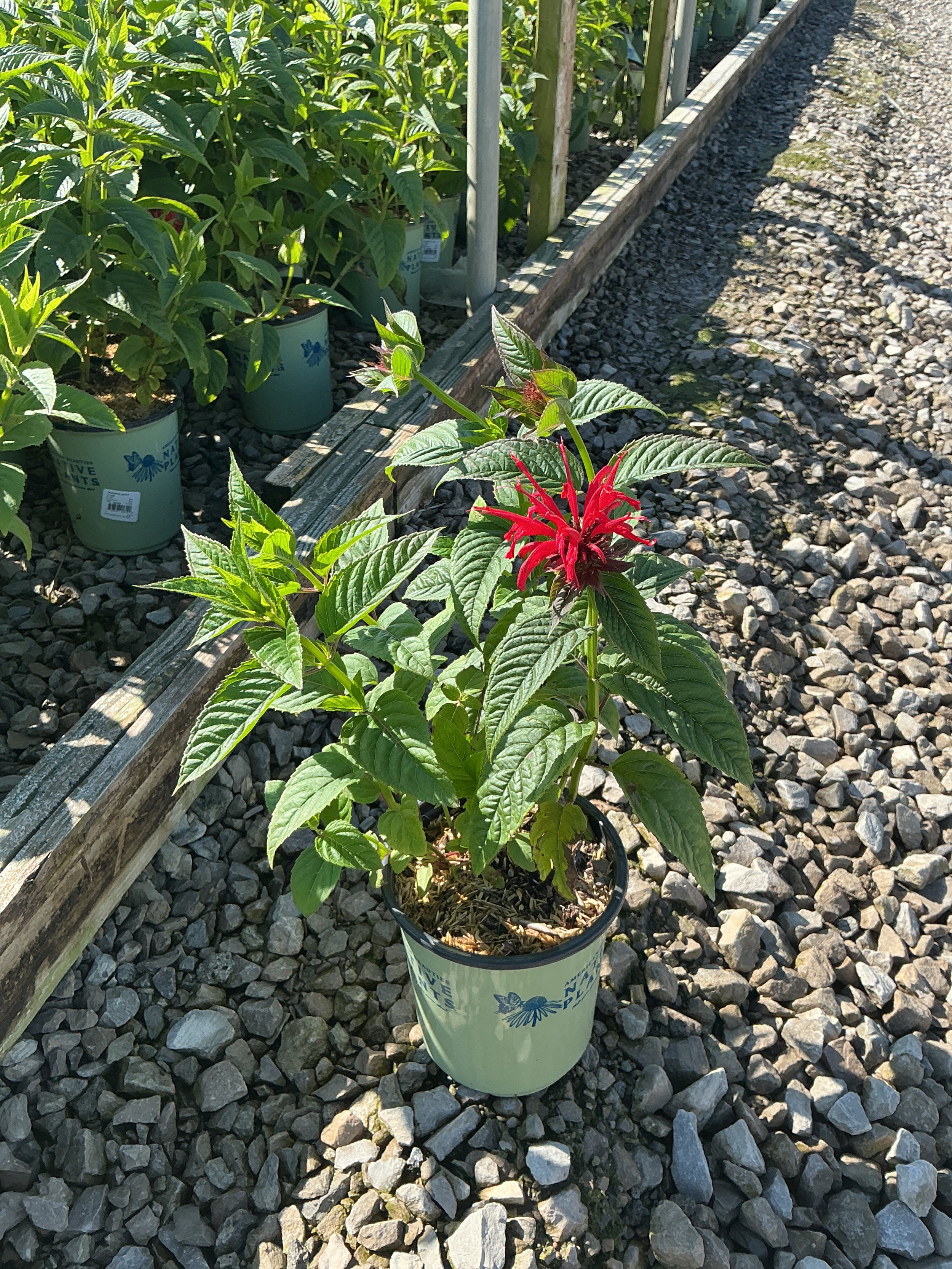Monarda jacob 'Cline'