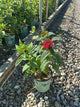 Monarda jacob 'Cline'