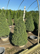 Picea glauca 'Conica'