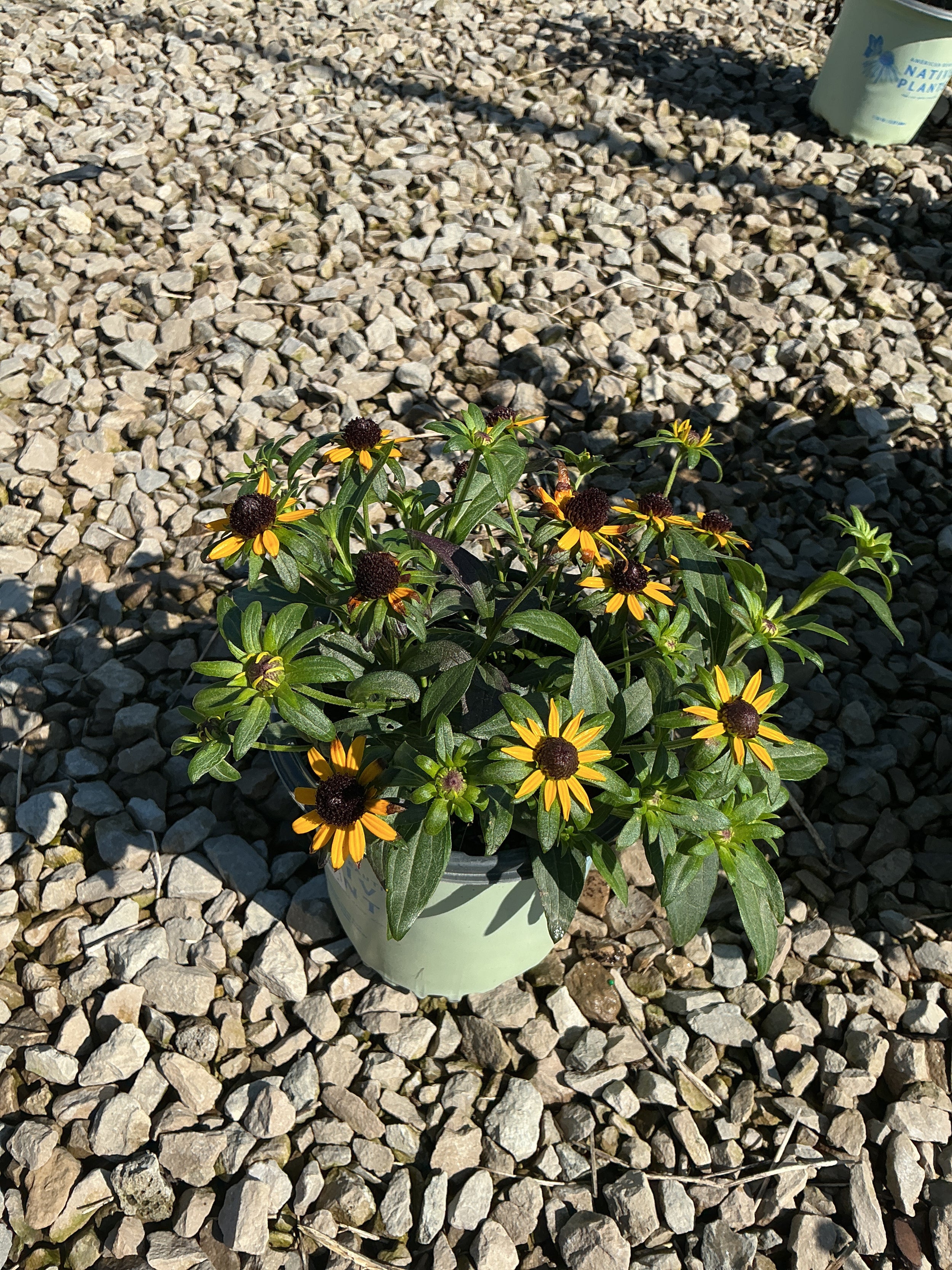 Rudbeckia fulgida var. sullivantii 'Little Goldstar'