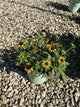 Rudbeckia fulgida var. sullivantii 'Little Goldstar'