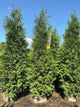 Thuja occidentalis 'Wintergreen'