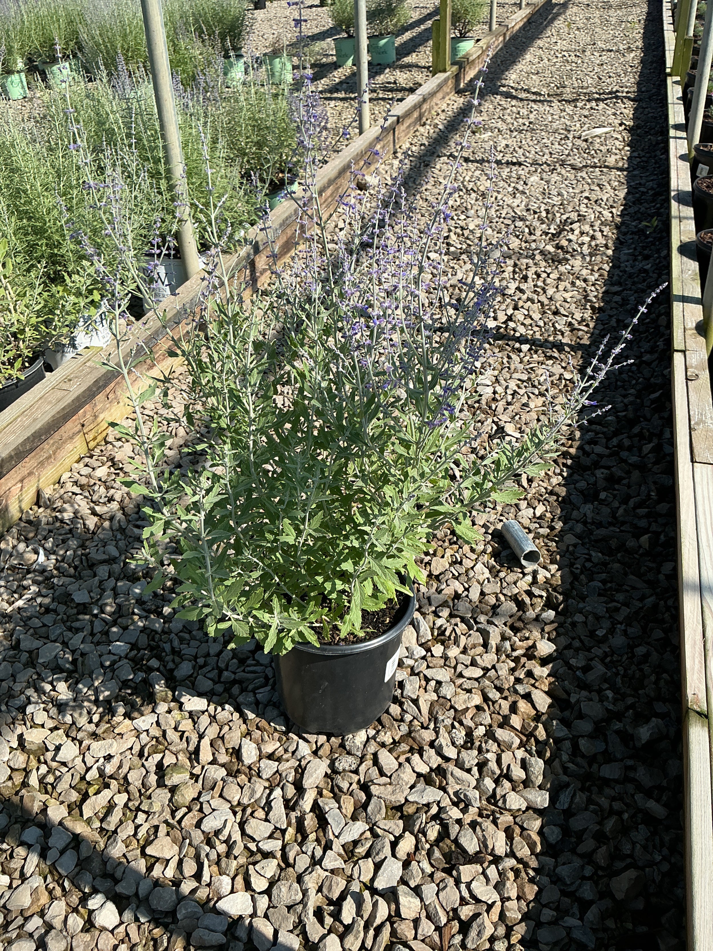 Perovskia atriplicifolia 'Little Spires'