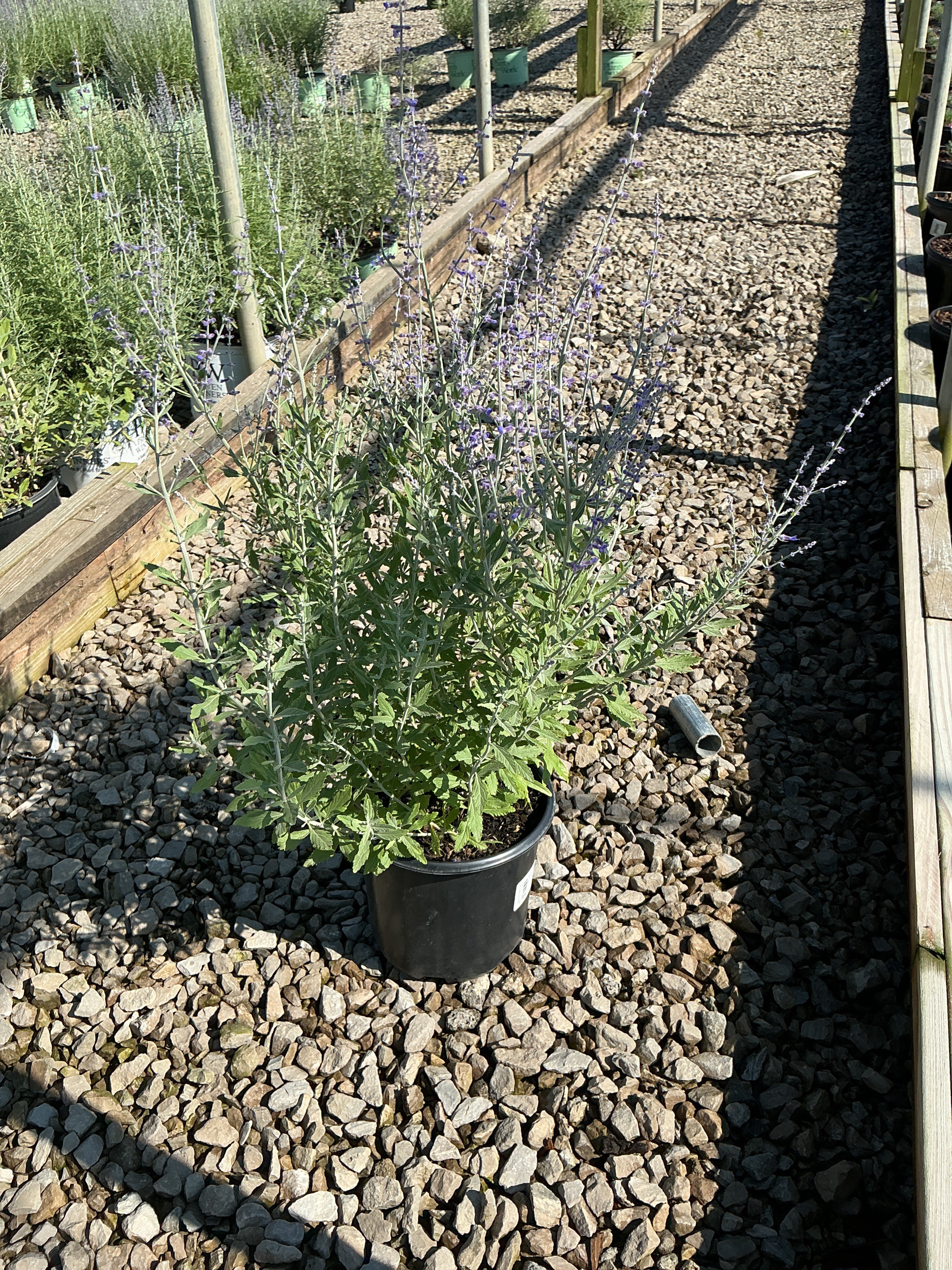 Perovskia atriplicifolia 'Little Spires'