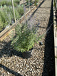 Perovskia atriplicifolia 'Little Spires'
