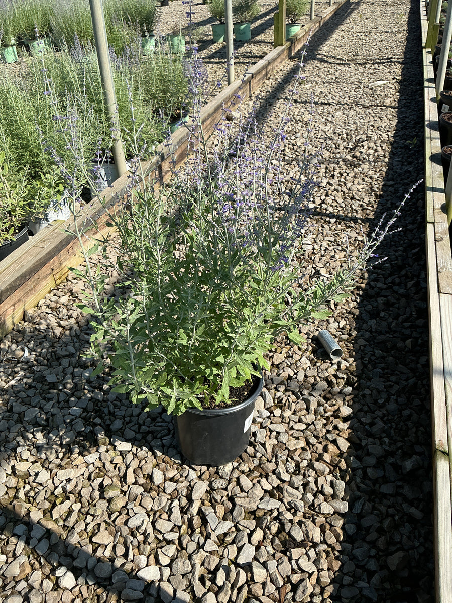 Perovskia atriplicifolia 'Little Spires' â€” G1