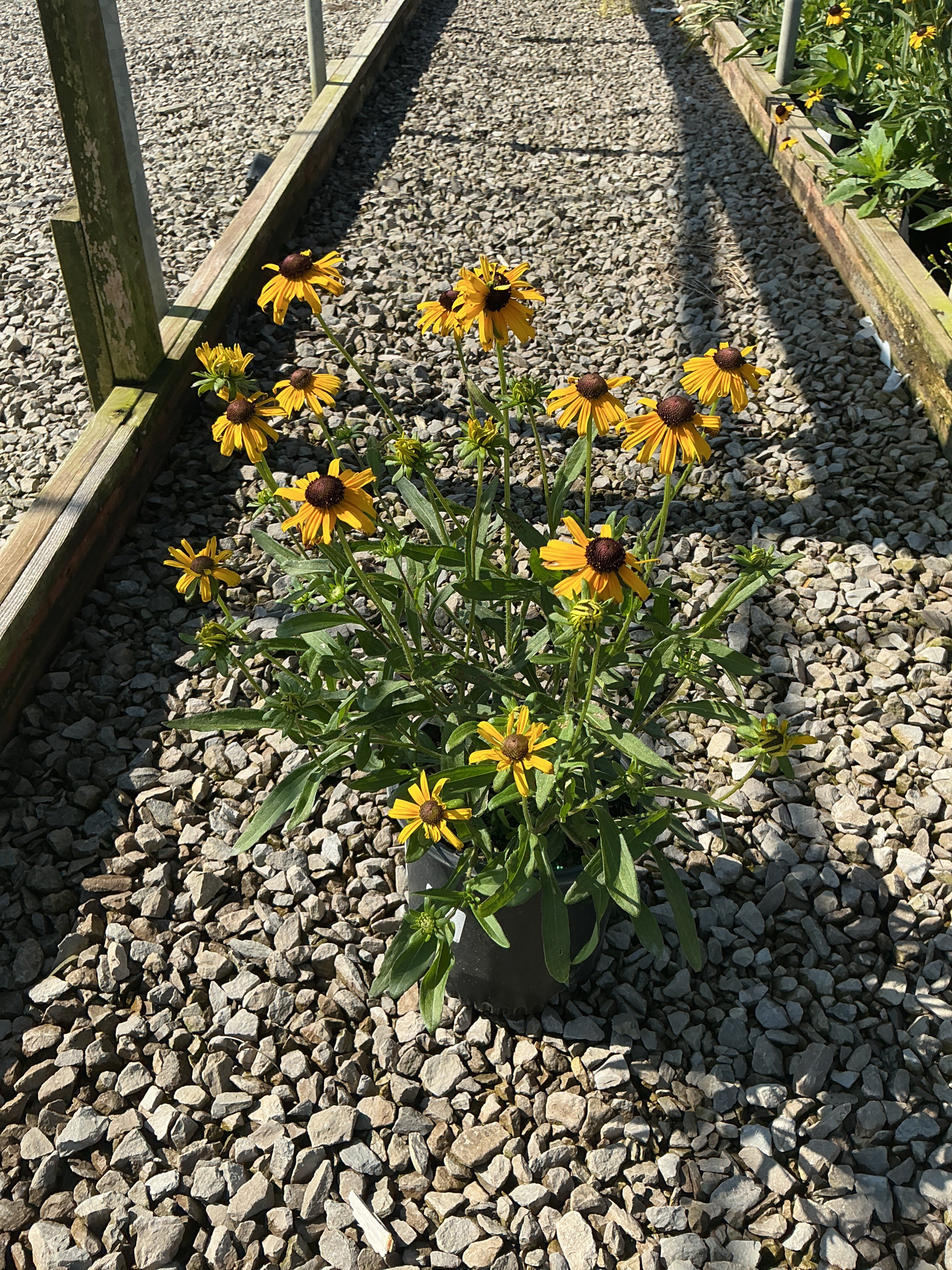 Rudbeckia fulgida 'Little Suzy'