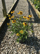 Rudbeckia fulgida 'Little Suzy'