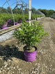 Hydrangea paniculata 'Renhy'