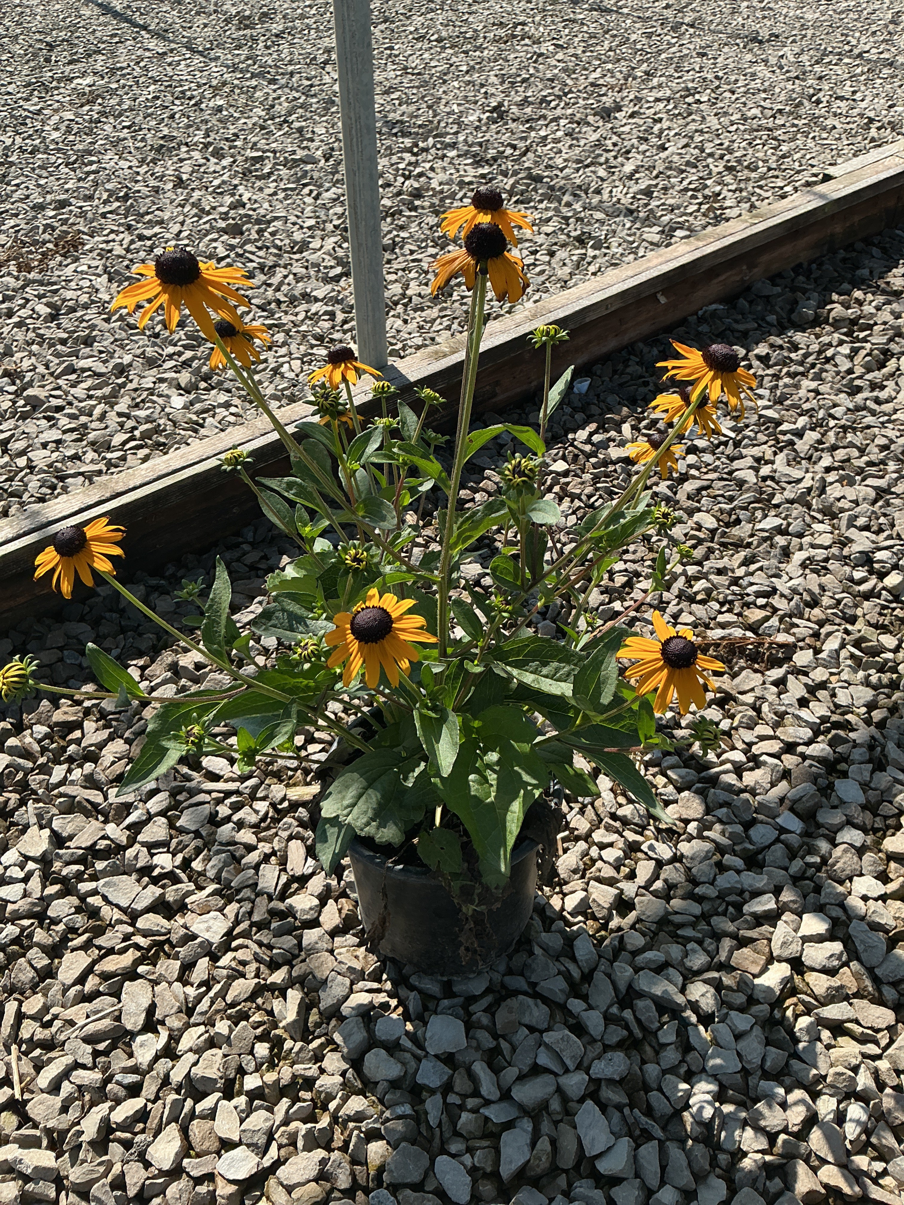 Rudbeckia fulgida 'Goldsturm'