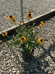 Rudbeckia fulgida 'Goldsturm'