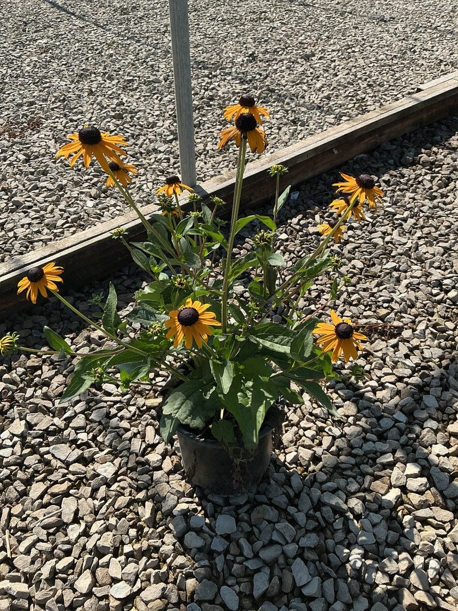 Rudbeckia fulgida 'Goldsturm' â€” 19CM