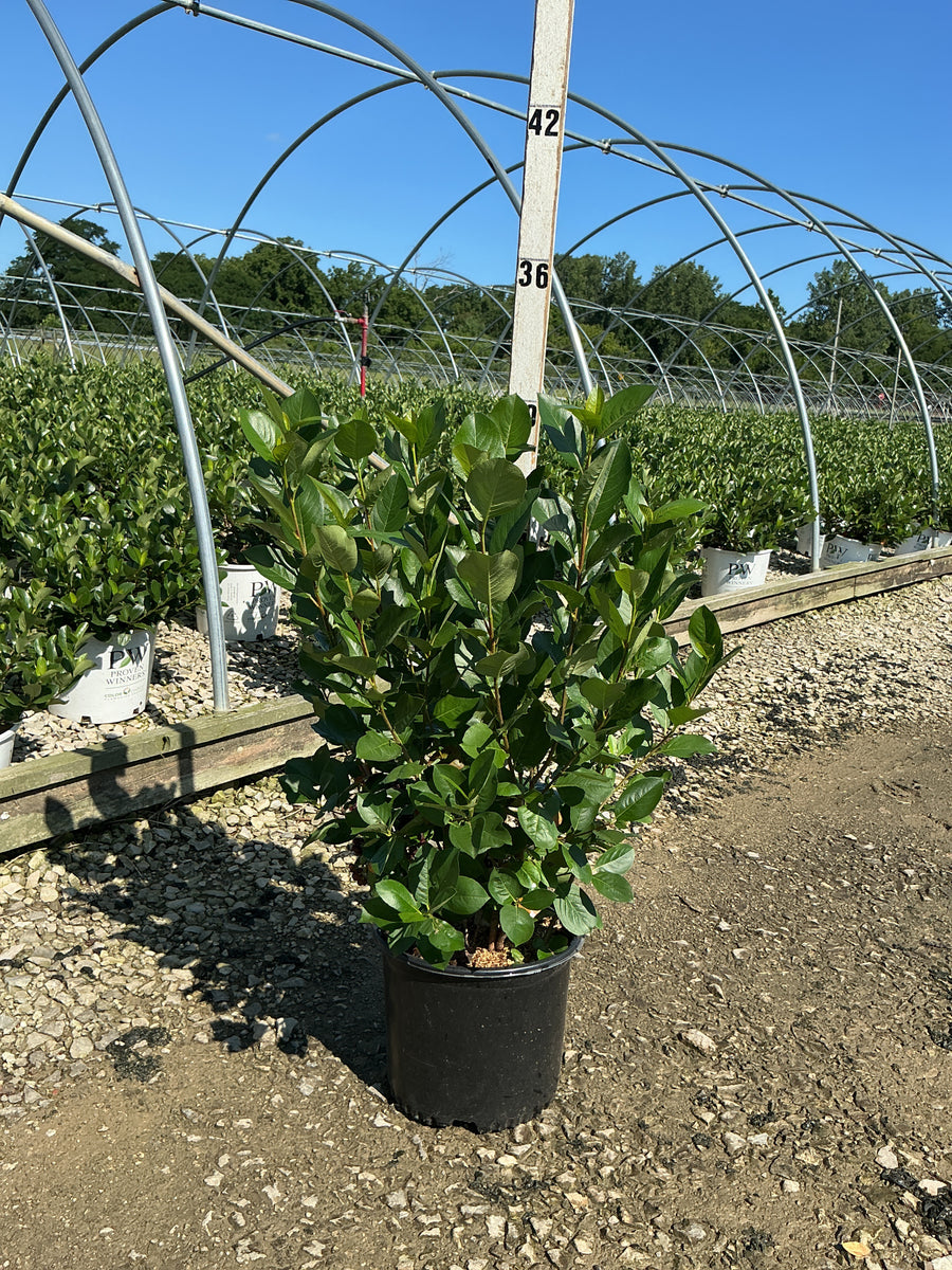 Aronia melanocarpa 'Viking' â€” G3 24