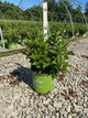Hydrangea 'P Early Evolution'