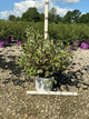 Cornus alba 'Verpaalen2' Sgt. Pepper