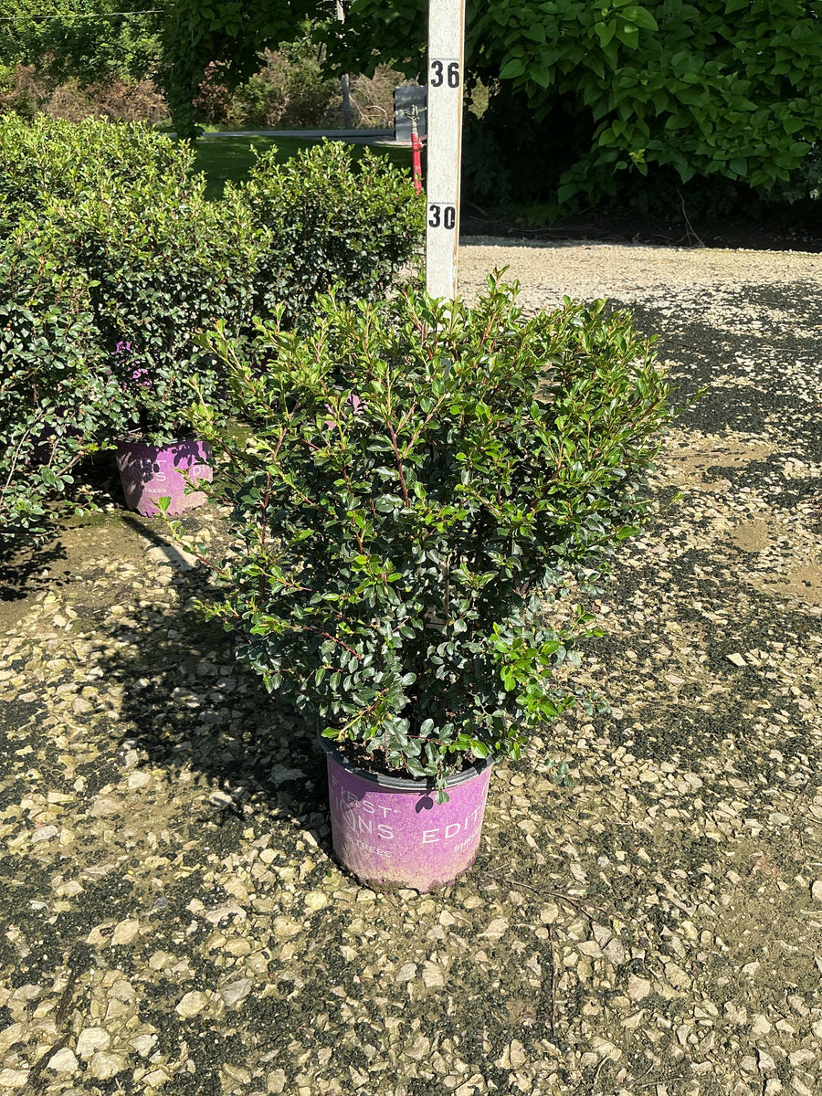 Cotoneaster 'Autumn Inferno' â€” G3 18