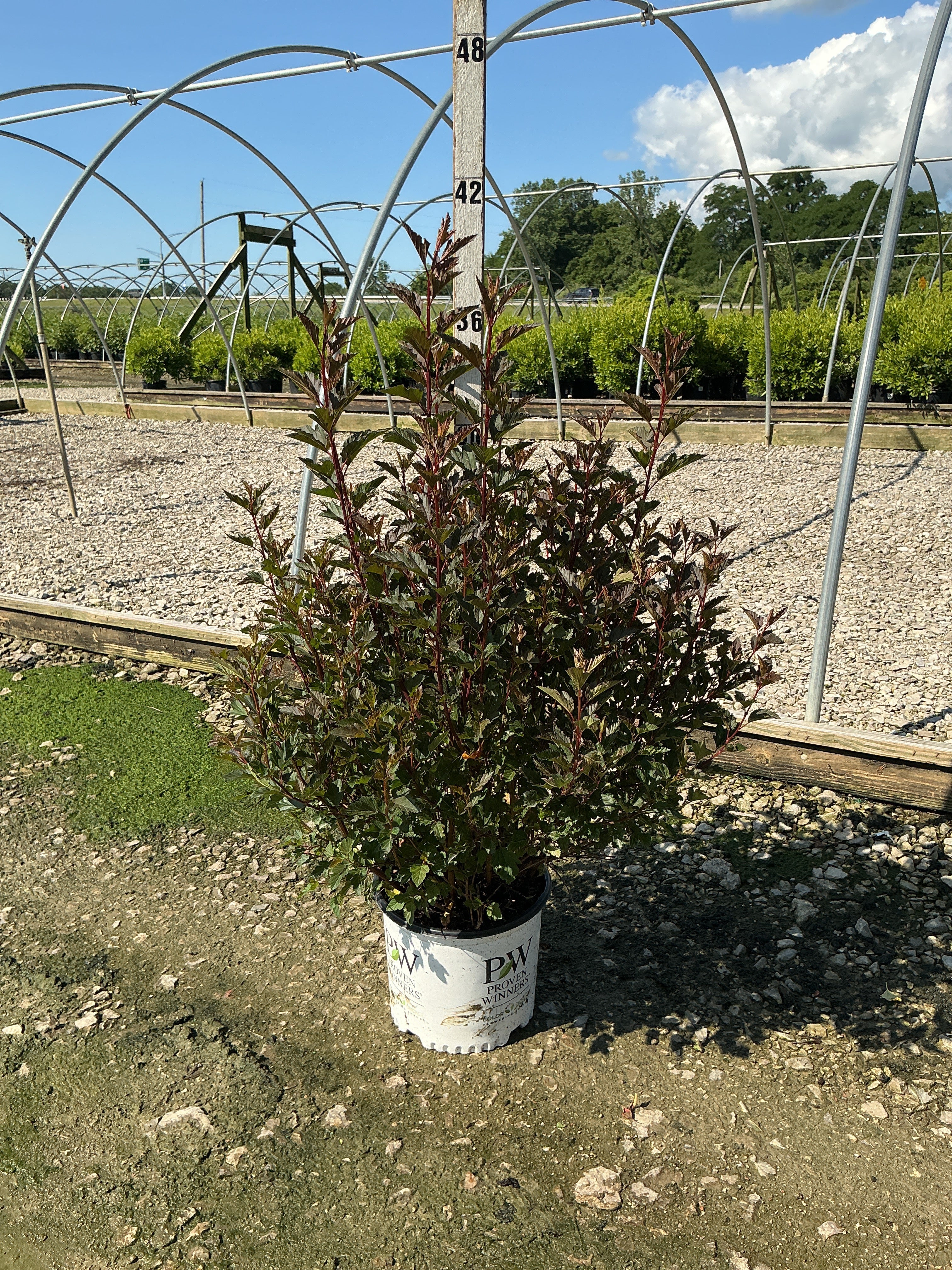 Physocarpus opulifolius 'Seward'