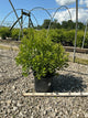 Myrica pennsylvanica