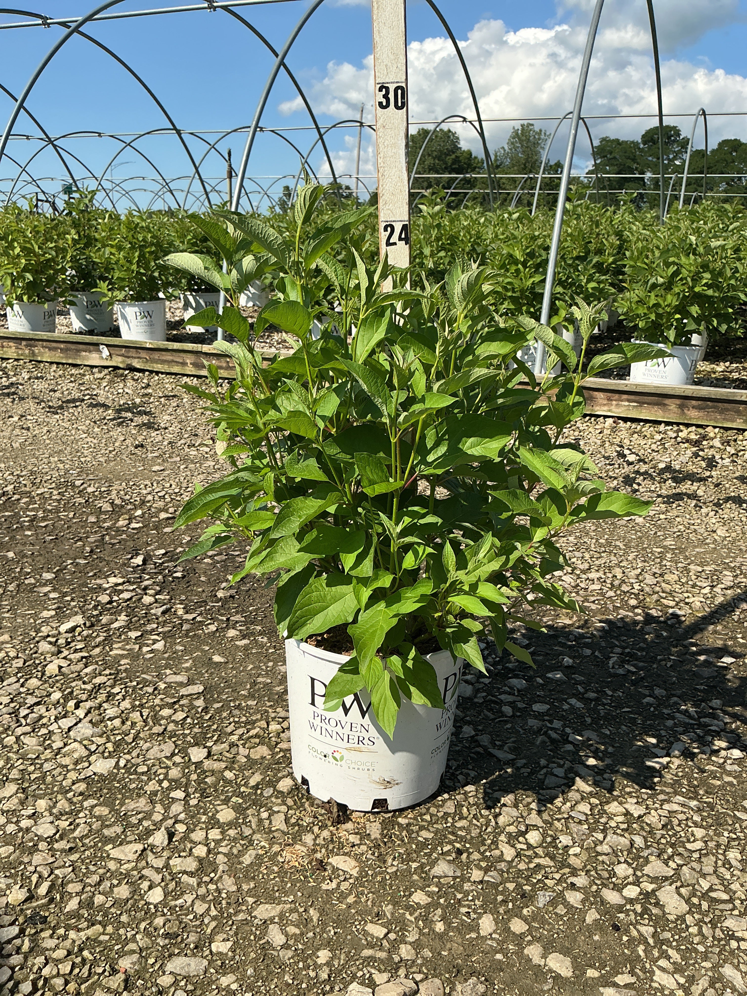 Cornus stolonifera 'Arctic Fire Red'