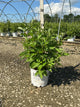 Cornus stolonifera 'Arctic Fire Red'