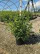 Cornus alba 'Regnzam'
