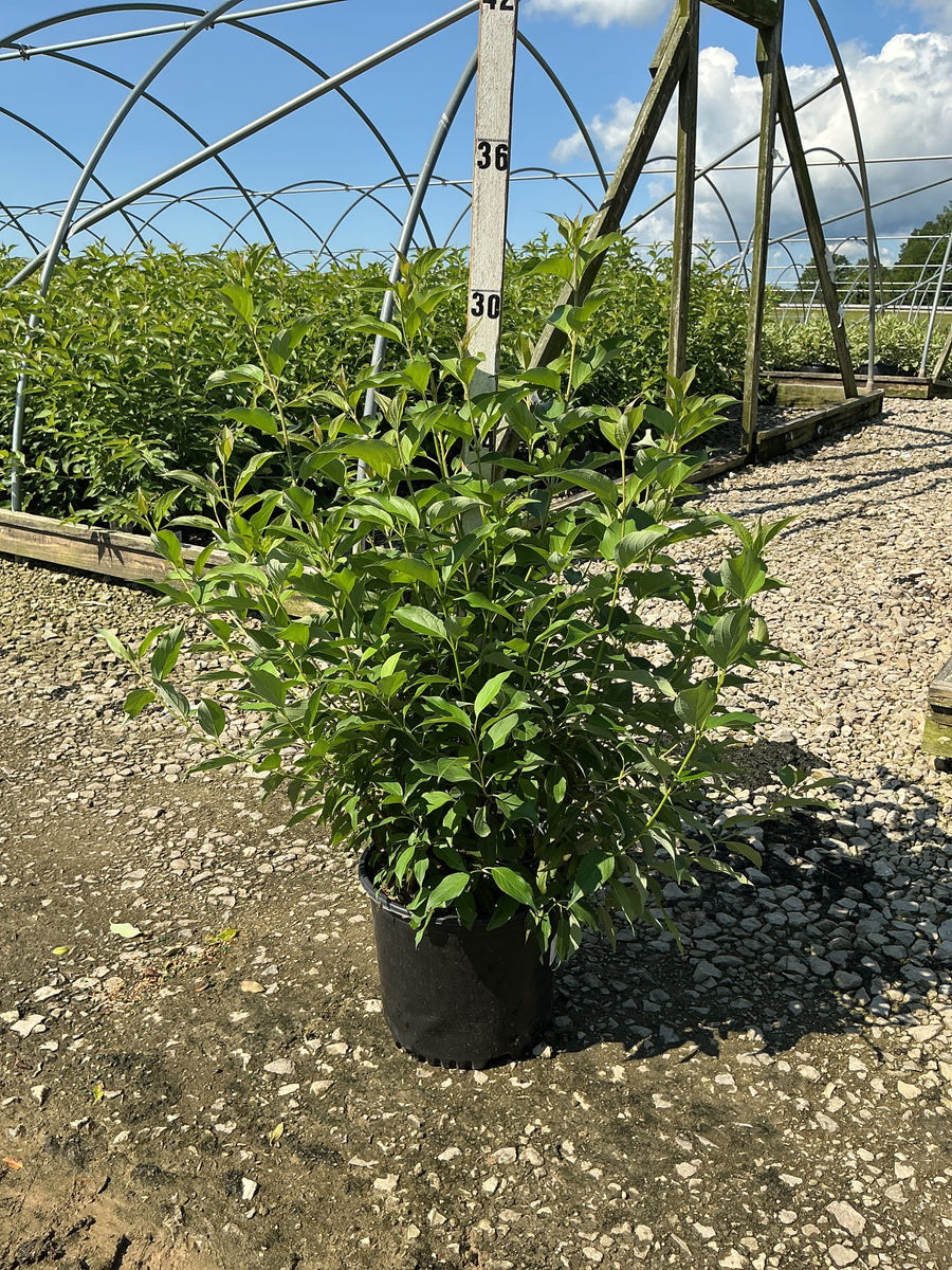 Cornus alba 'Regnzam' â€” G3 15