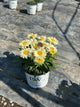 Leucanthemum S 'Banana Cream 2'