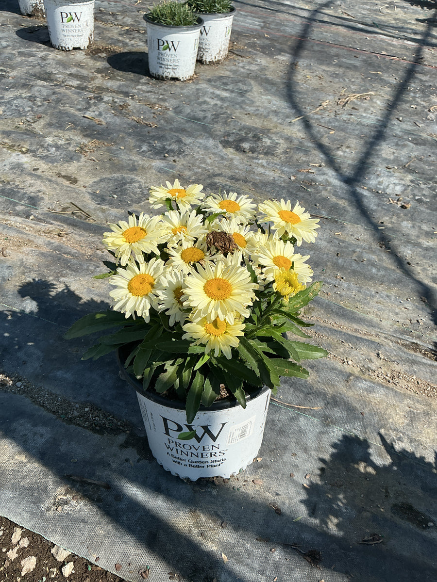 Leucanthemum S 'Banana Cream 2' â€” G1 PW