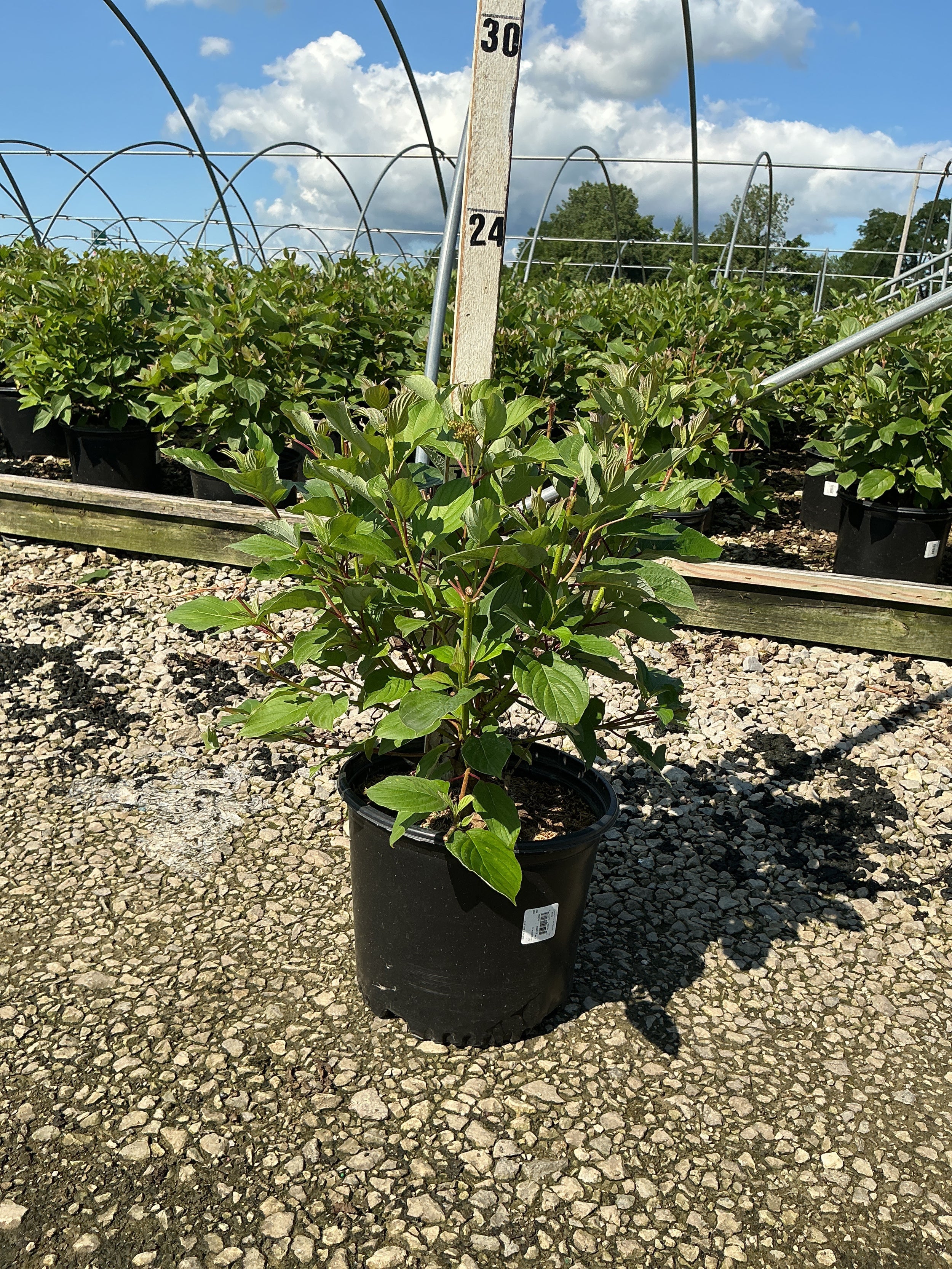 Cornus stolonifera 'Baileyi'