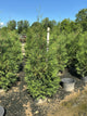 Thuja occidentalis 'American Pillar'