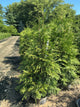 Thuja plicata 'Green Giant'