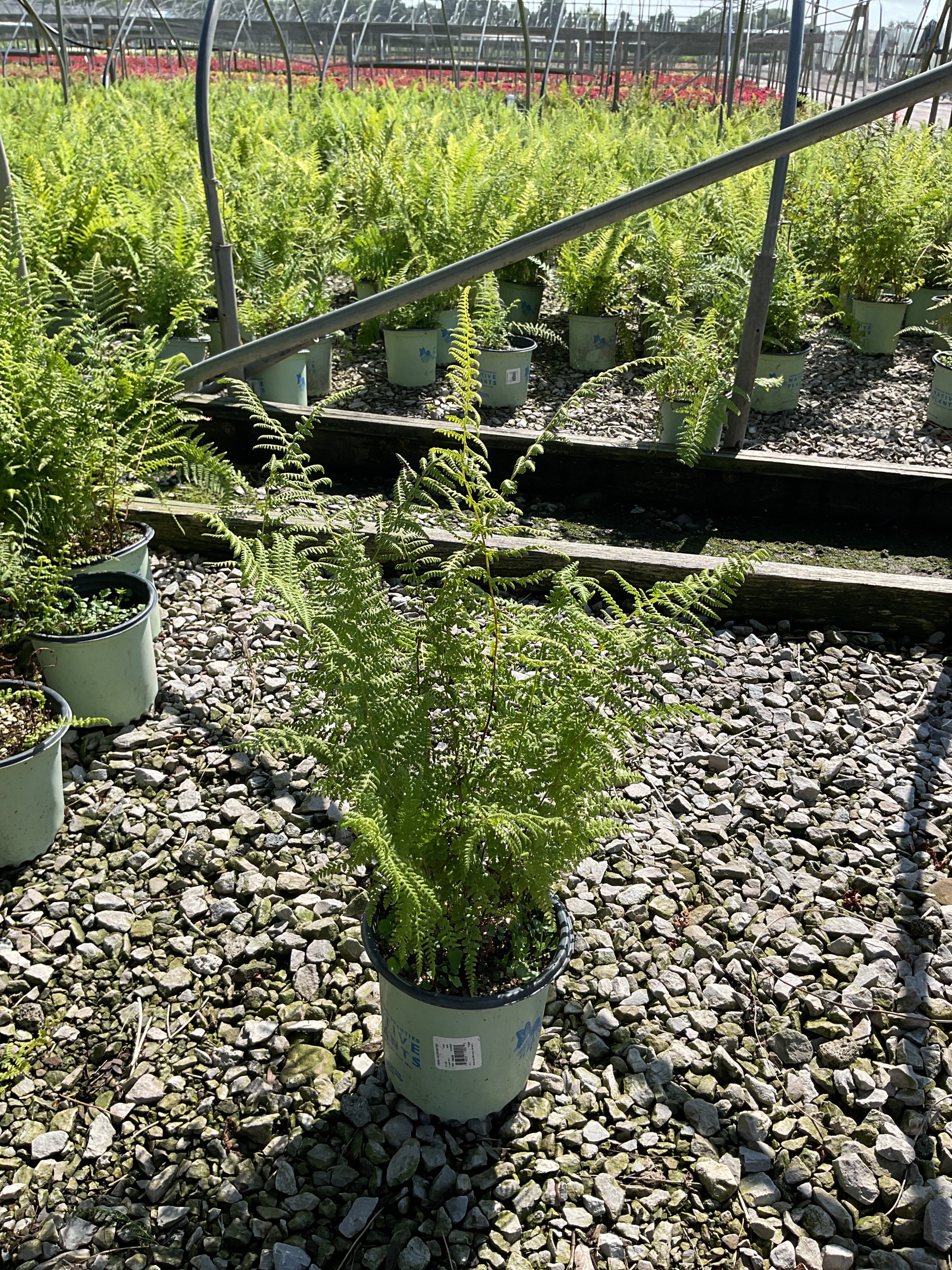Dennstaedtia 'Hayscented'