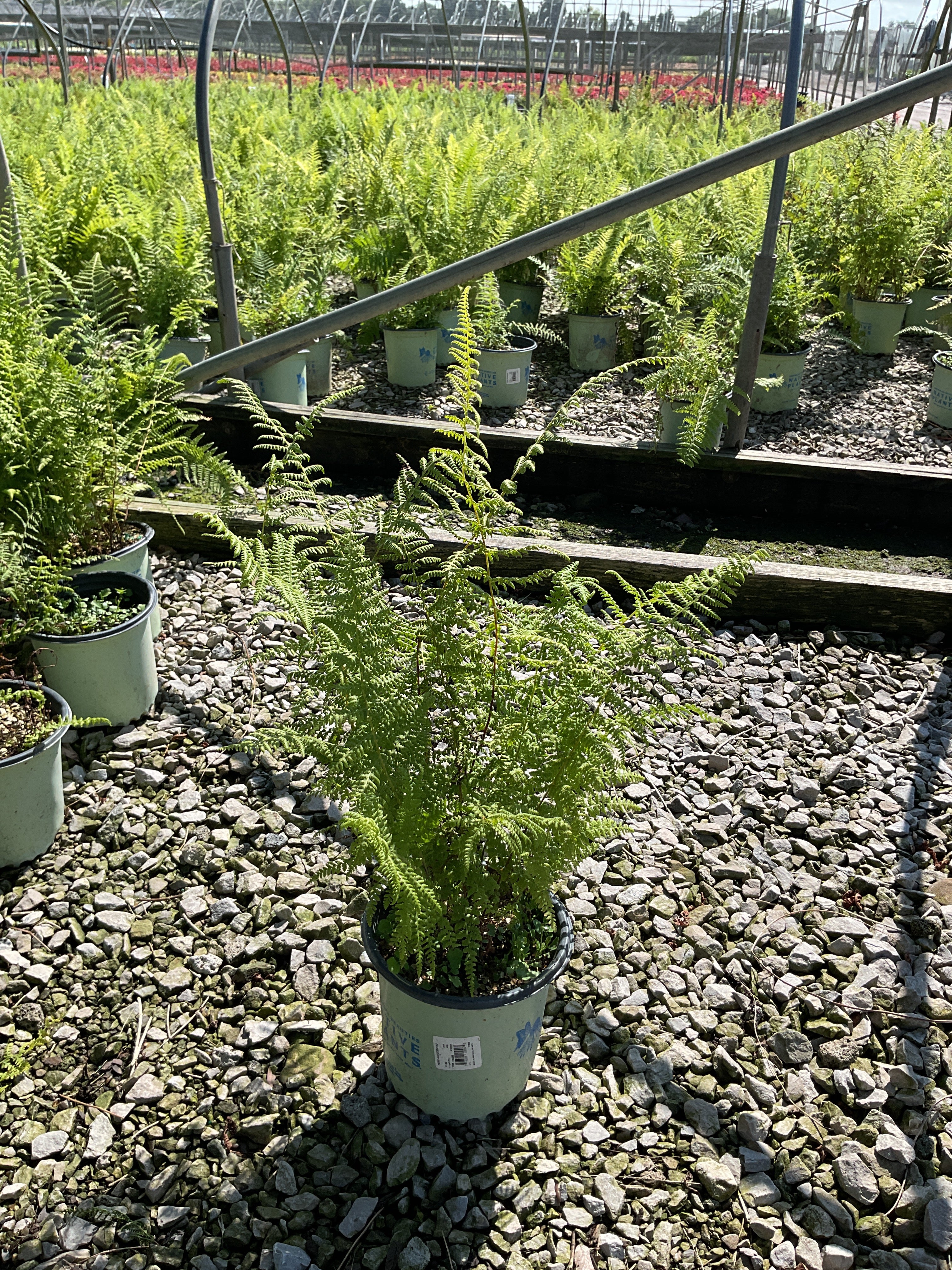 Dennstaedtia 'Hayscented'