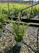 Dennstaedtia 'Hayscented'