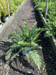 Dryopteris 'Easternwood'