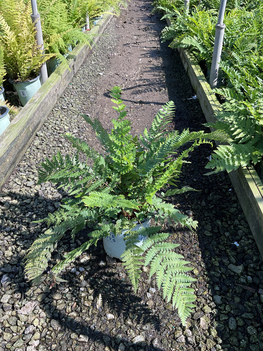 Dryopteris 'Easternwood' â€” 19CM/G1 AB