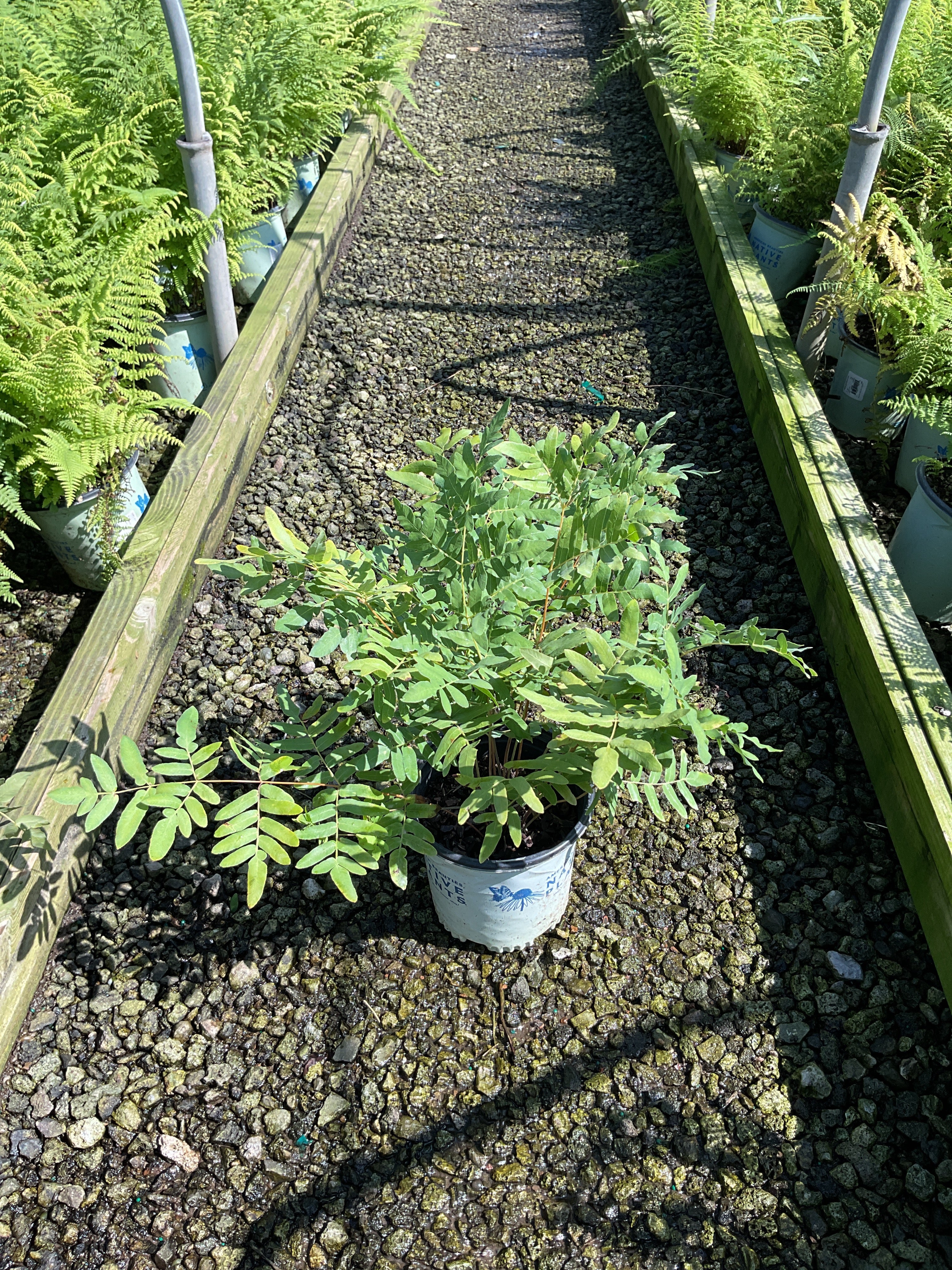 Osmundastrum 'Cinnamon'