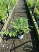 Osmundastrum 'Cinnamon'