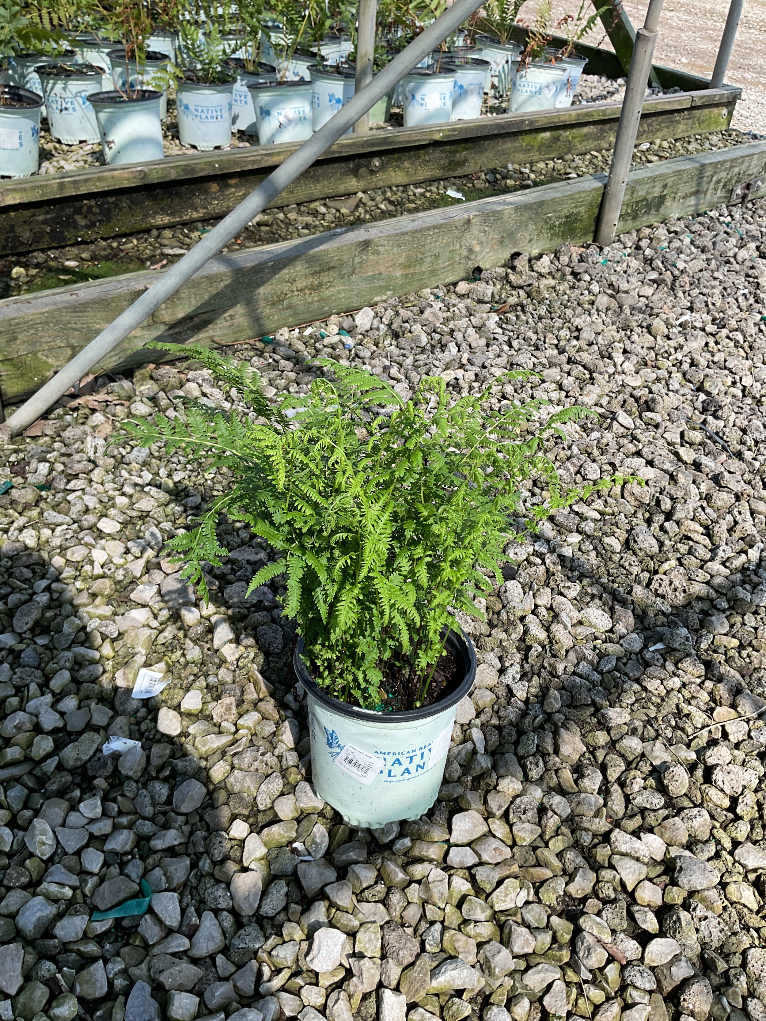 Thelypteris 'New York'