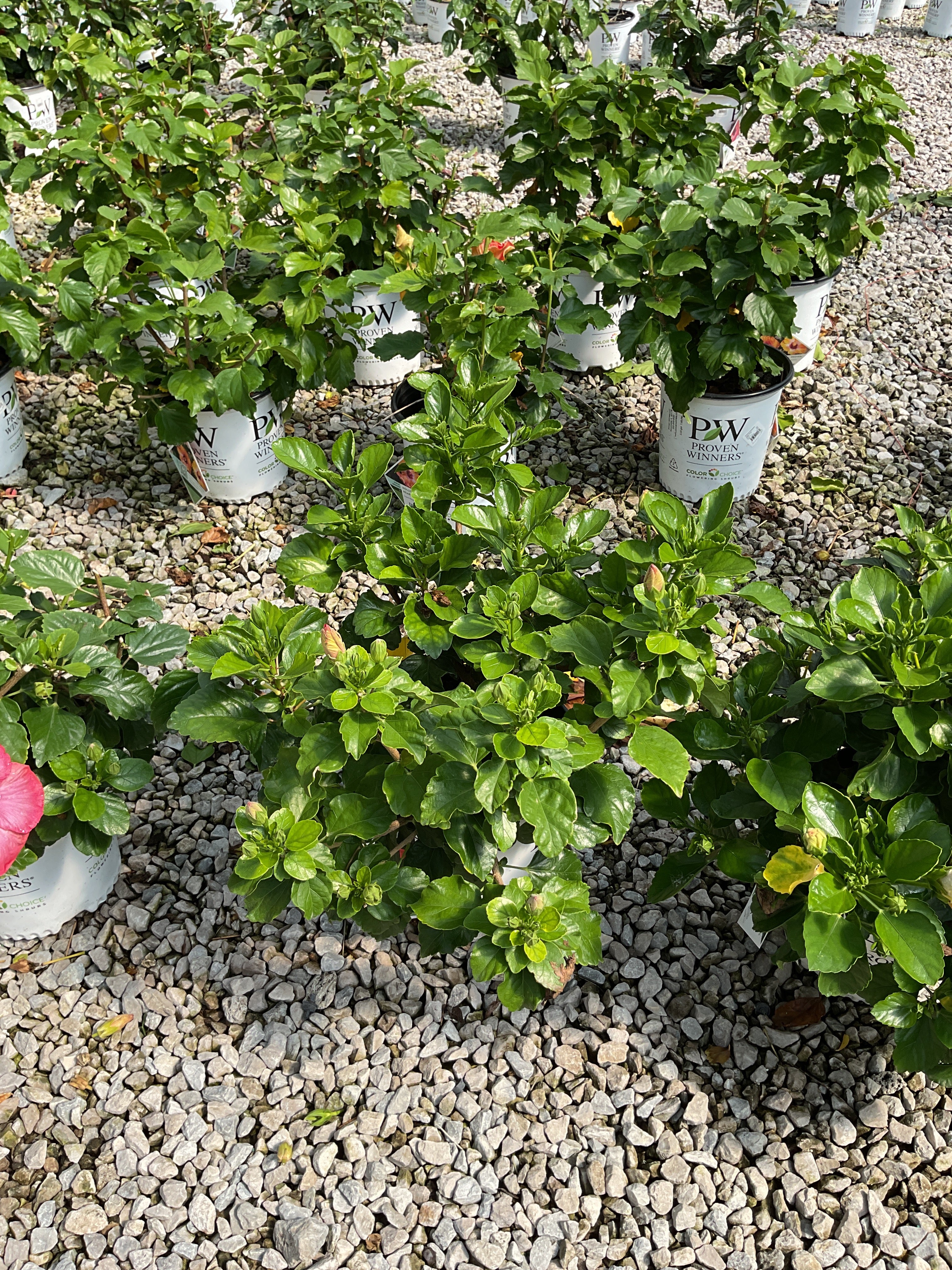 Hibiscus rosa-sinensis Bloom Bash™ (AH-64)