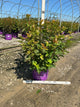 Physocarpus opulifolius 'Jefam'